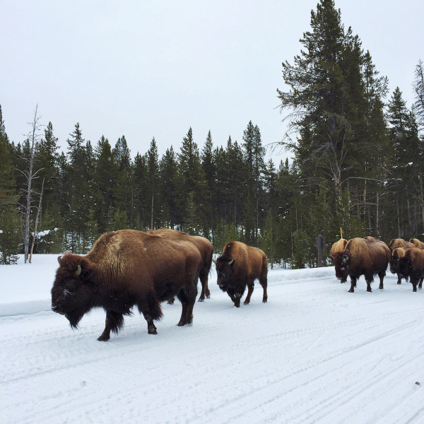 bison yellowstone park tour