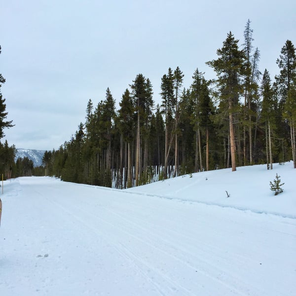 yellowstone national park trees