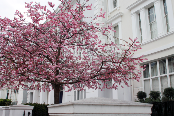 cherry-blossom-tree-london