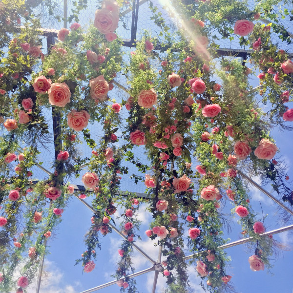 hanging roses outdoor canopy