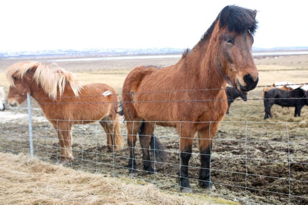 Bows & Sequins Iceland Travel Guide: Icelandic Horses on Golden Circle Tour