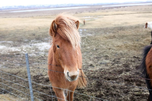 Bows & Sequins Iceland Travel Guide: Icelandic Horses on Golden Circle Tour