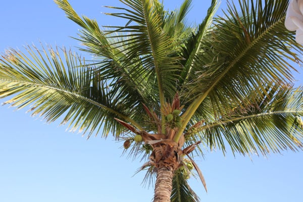 Bows & Sequins Cabo Mexico Travel Guide