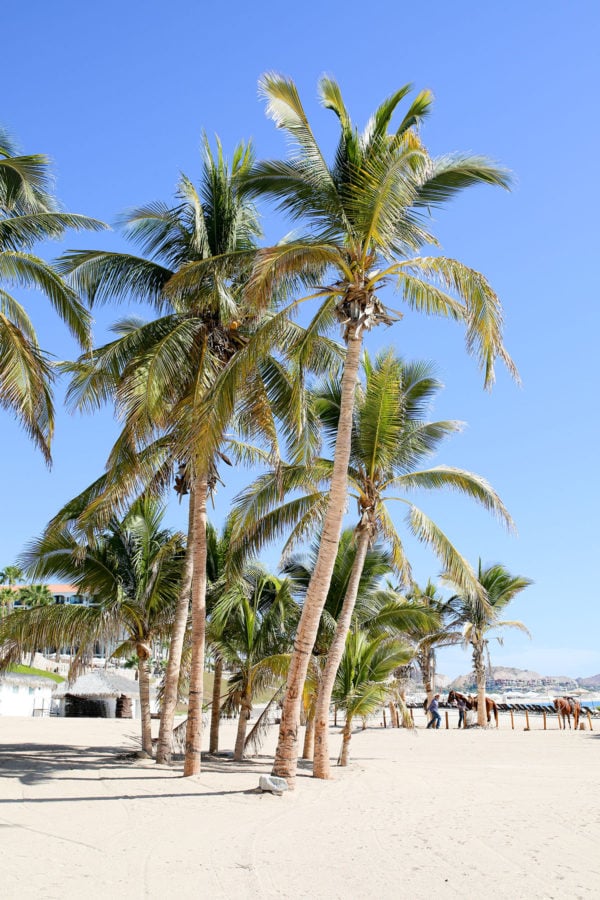 bows & sequins travel guide: cabo san lucas mexico