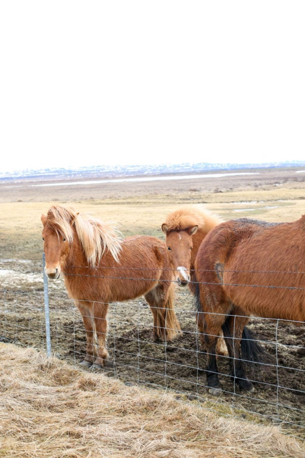 Bows & Sequins Iceland Travel Guide: Icelandic Horses on Golden Circle Tour