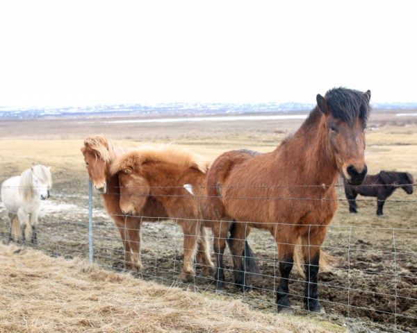 Bows & Sequins Iceland Travel Guide: Icelandic Horses on Golden Circle Tour