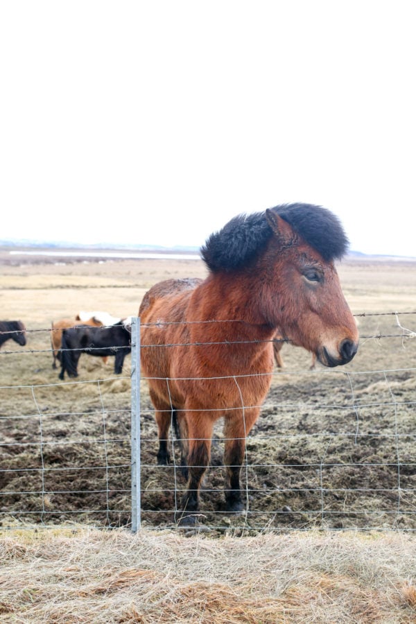 Bows & Sequins Iceland Travel Guide: Icelandic Horses on Golden Circle Tour