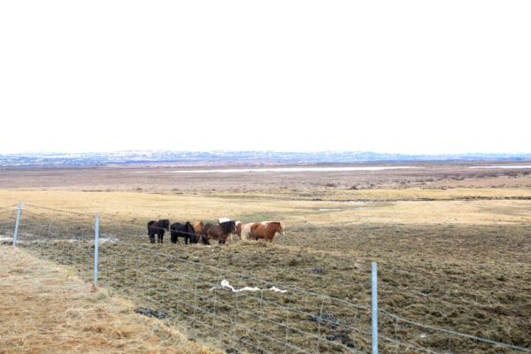 Bows & Sequins Iceland Travel Guide: Icelandic Horses on Golden Circle Tour