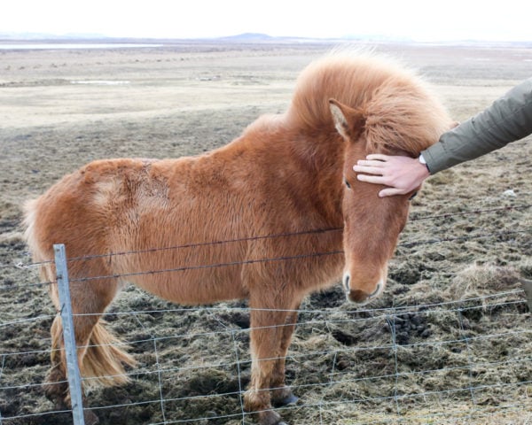 Bows & Sequins Iceland Travel Guide: Icelandic Horses on Golden Circle Tour