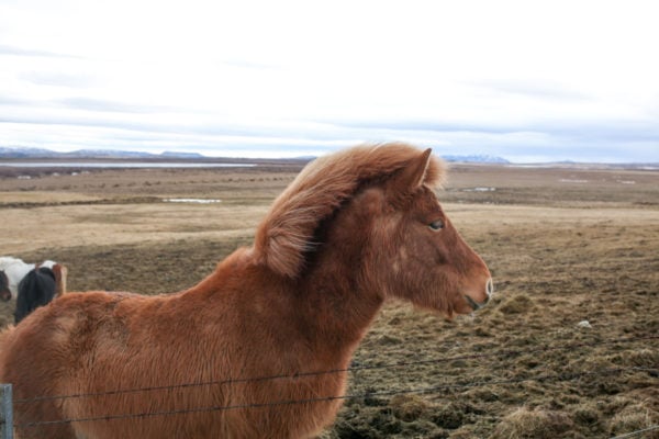 Bows & Sequins Iceland Travel Guide: Icelandic Horses on Golden Circle Tour