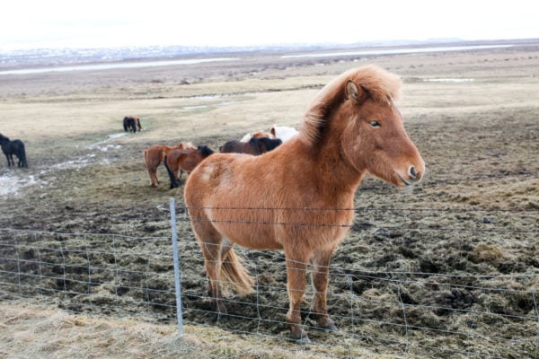 Bows & Sequins Iceland Travel Guide: Icelandic Horses on Golden Circle Tour