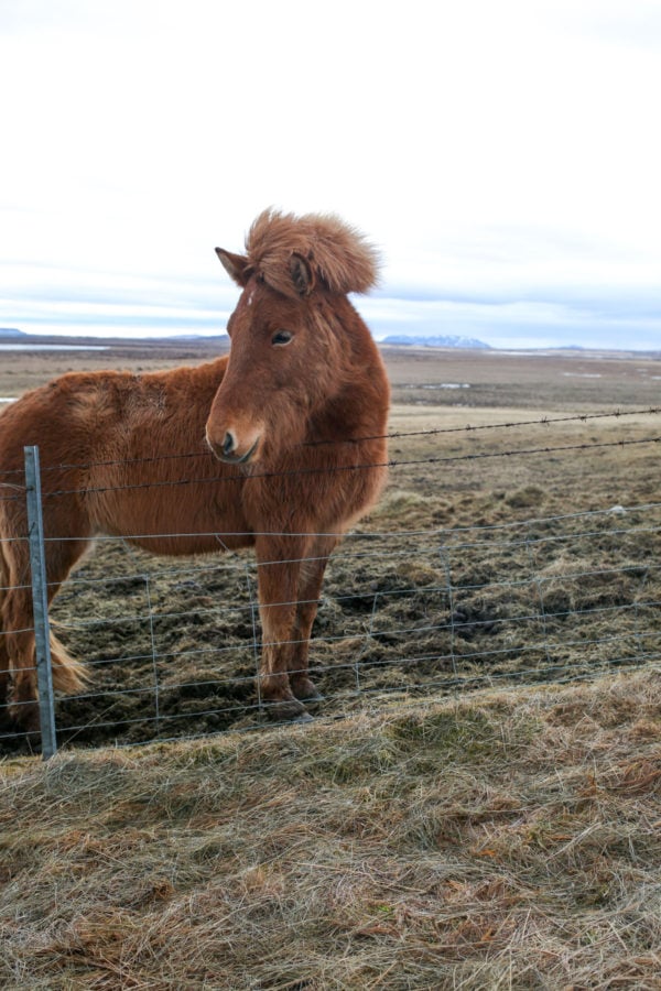 Bows & Sequins Iceland Travel Guide: Icelandic Horses on Golden Circle Tour