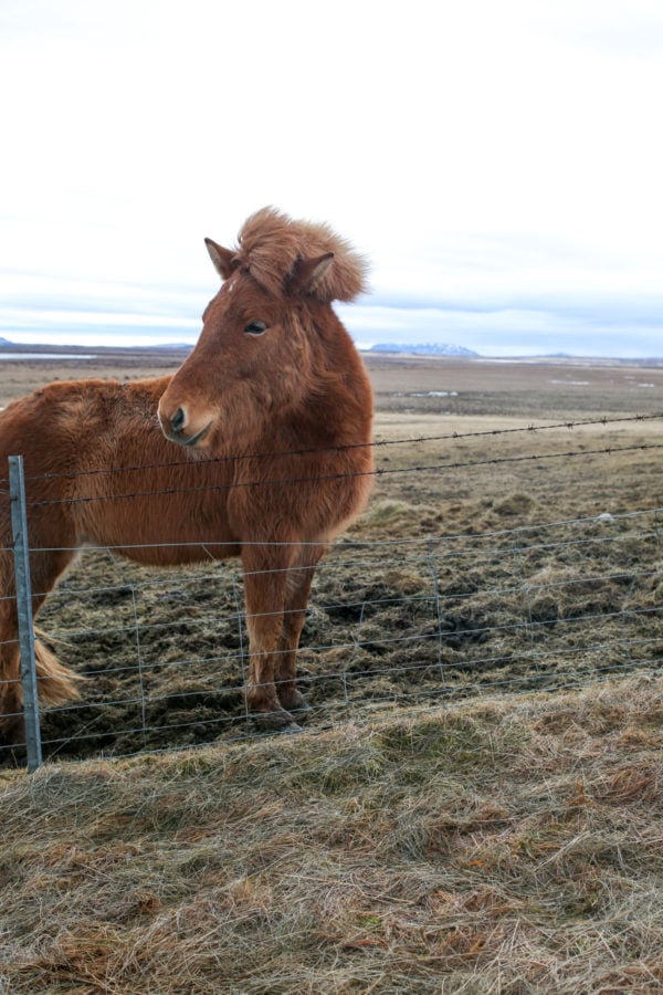 Bows & Sequins Iceland Travel Guide: Icelandic Horses on Golden Circle Tour