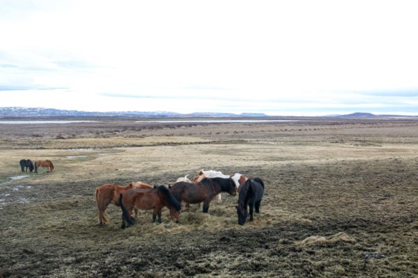 Bows & Sequins Iceland Travel Guide: Icelandic Horses on Golden Circle Tour