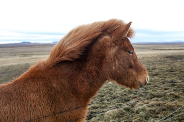 Bows & Sequins Iceland Travel Guide: Icelandic Horses on Golden Circle Tour