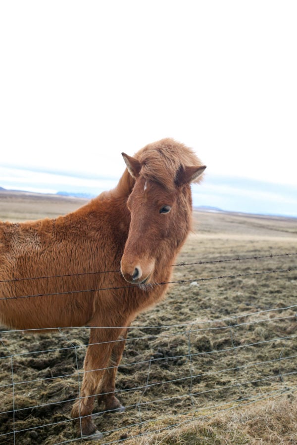 Bows & Sequins Iceland Travel Guide: Icelandic Horses on Golden Circle Tour
