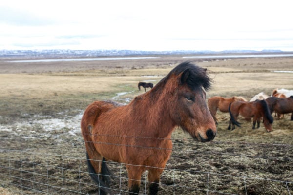 Bows & Sequins Iceland Travel Guide: Icelandic Horses on Golden Circle Tour