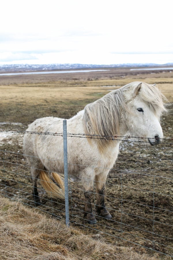 Bows & Sequins Iceland Travel Guide: Icelandic Horses on Golden Circle Tour