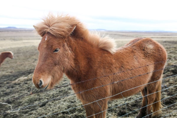 Bows & Sequins Iceland Travel Guide: Icelandic Horses on Golden Circle Tour
