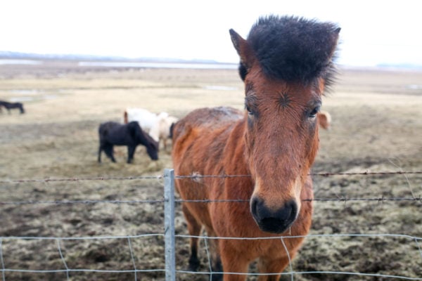 Bows & Sequins Iceland Travel Guide: Icelandic Horses on Golden Circle Tour