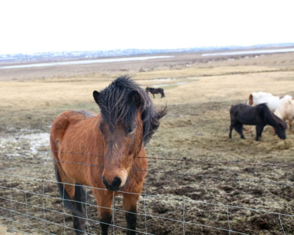 Bows & Sequins Iceland Travel Guide: Icelandic Horses on Golden Circle Tour