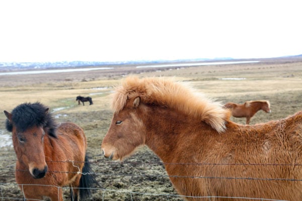 Bows & Sequins Iceland Travel Guide: Icelandic Horses on Golden Circle Tour