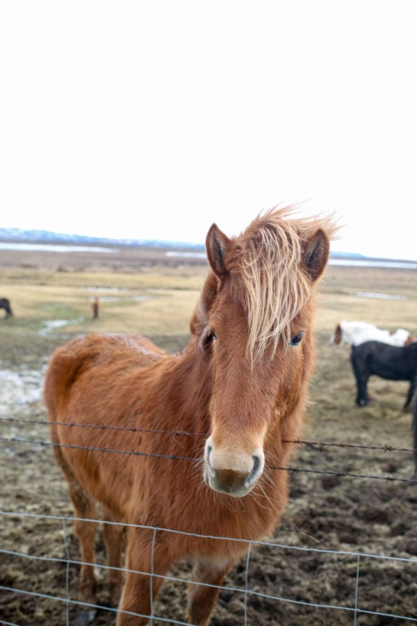 Bows & Sequins Iceland Travel Guide: Icelandic Horses on Golden Circle Tour