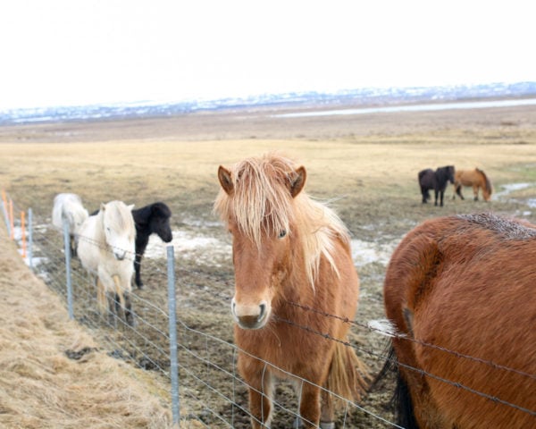Bows & Sequins Iceland Travel Guide: Icelandic Horses on Golden Circle Tour
