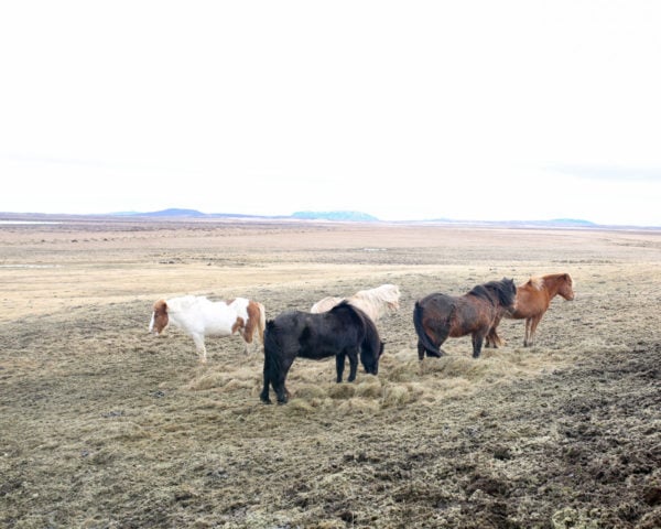 Bows & Sequins Iceland Travel Guide: Icelandic Horses on Golden Circle Tour