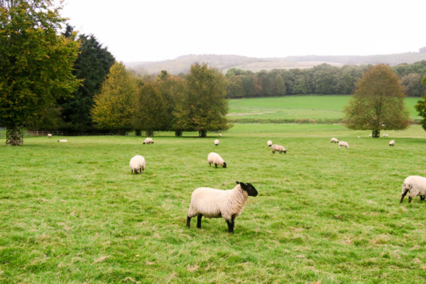 Sheep roaming on the EJ Churchill Estate in the English Countryside