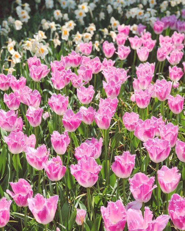 Photo of pink crispa Parrot Tulip field in the Netherlands at Keukenhoff in the Netherlands taken by Jessica Sturdy